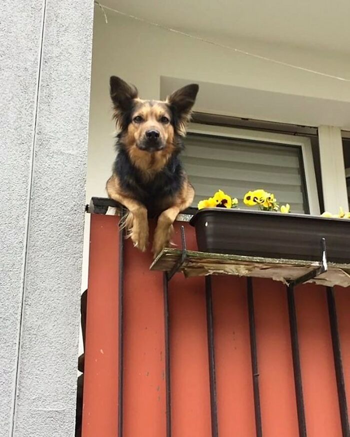 80 Adorable Dogs Caught Peeking Out Of Windows, As Shared On This Instagram Page