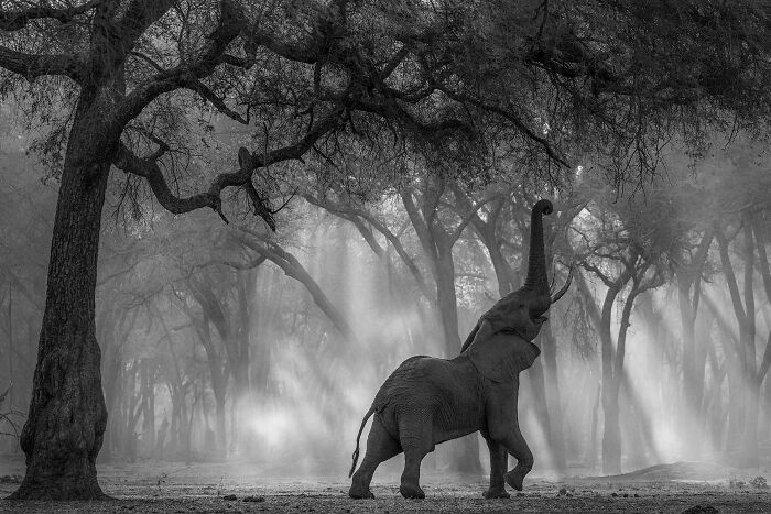 The Exposure One Awards Just Announced Their Black & White Nature Photo Contest Winners (49 Pics)