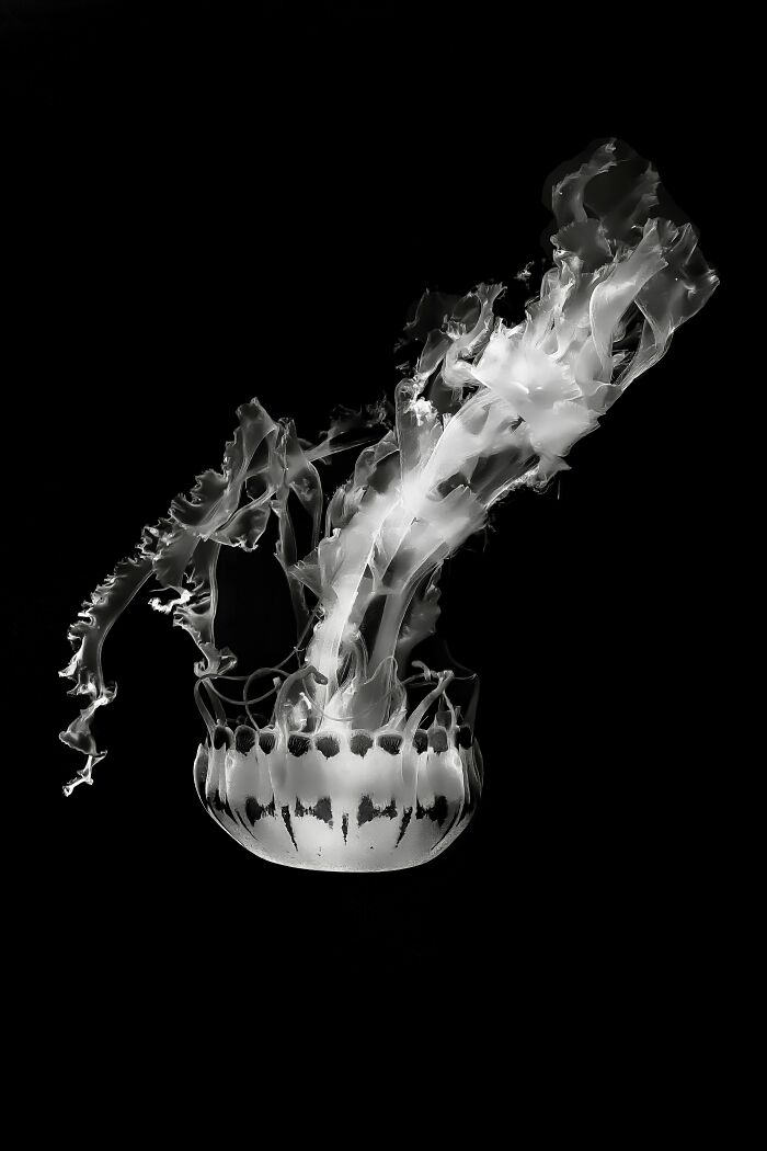 The Exposure One Awards Just Announced Their Black & White Nature Photo Contest Winners (49 Pics)