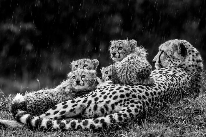 The Exposure One Awards Just Announced Their Black & White Nature Photo Contest Winners (49 Pics)