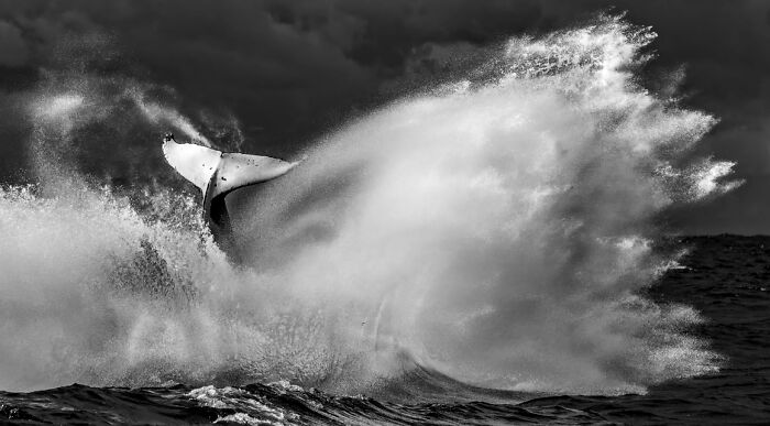 The Exposure One Awards Just Announced Their Black & White Nature Photo Contest Winners (49 Pics)