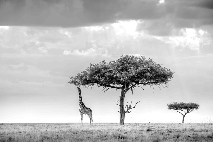 The Exposure One Awards Just Announced Their Black & White Nature Photo Contest Winners (49 Pics)