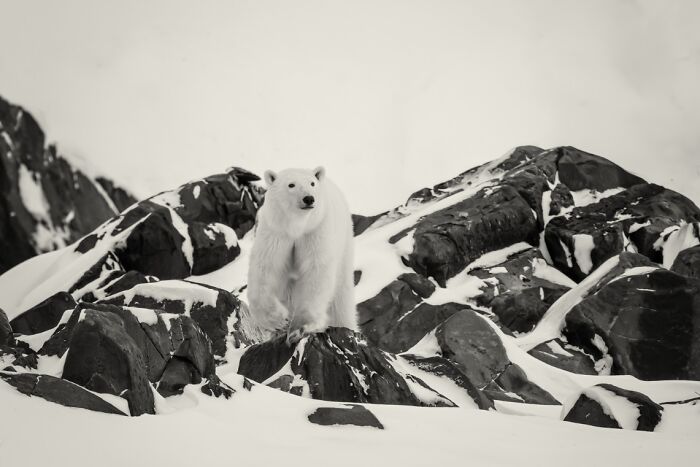 The Exposure One Awards Just Announced Their Black & White Nature Photo Contest Winners (49 Pics)