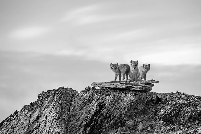 The Exposure One Awards Just Announced Their Black & White Nature Photo Contest Winners (49 Pics)