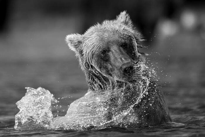 The Exposure One Awards Just Announced Their Black & White Nature Photo Contest Winners (49 Pics)