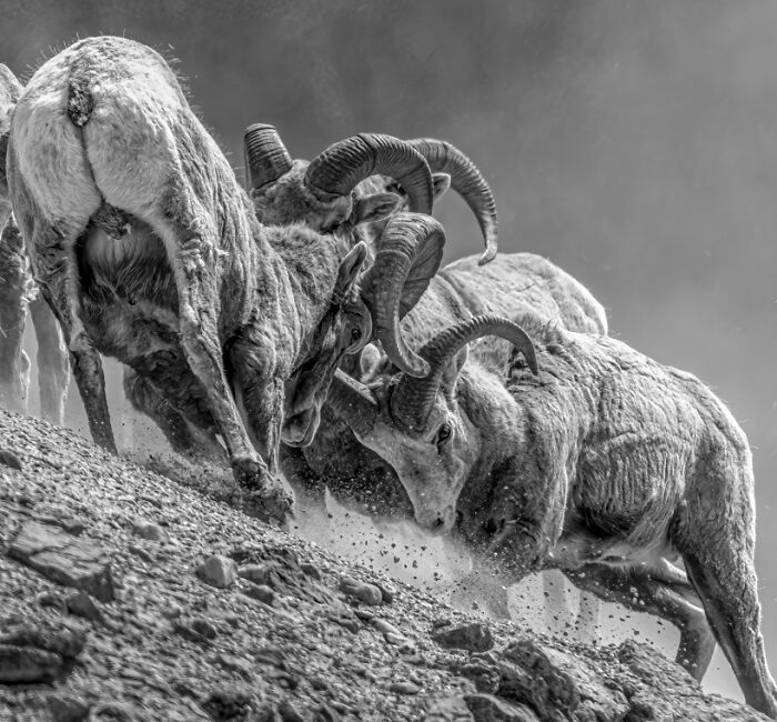 The Exposure One Awards Just Announced Their Black & White Nature Photo Contest Winners (49 Pics)