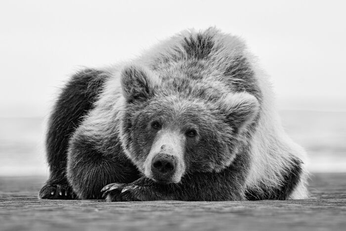 The Exposure One Awards Just Announced Their Black & White Nature Photo Contest Winners (49 Pics)