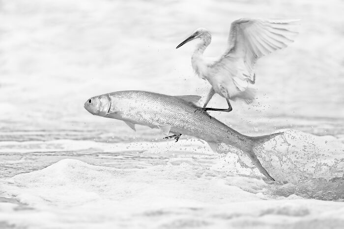 The Exposure One Awards Just Announced Their Black & White Nature Photo Contest Winners (49 Pics)