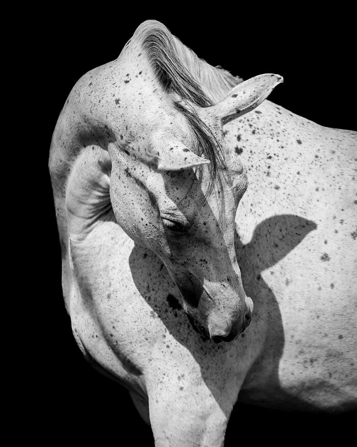 The Exposure One Awards Just Announced Their Black & White Nature Photo Contest Winners (49 Pics)