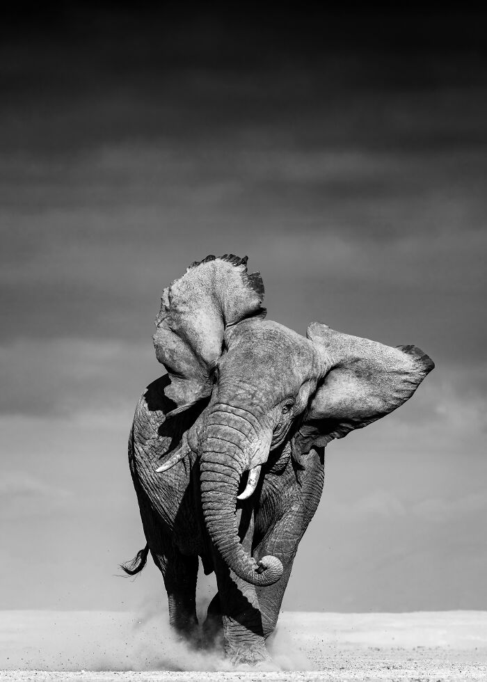 The Exposure One Awards Just Announced Their Black & White Nature Photo Contest Winners (49 Pics)