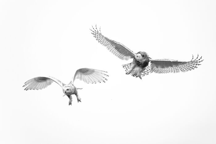 The Exposure One Awards Just Announced Their Black & White Nature Photo Contest Winners (49 Pics)