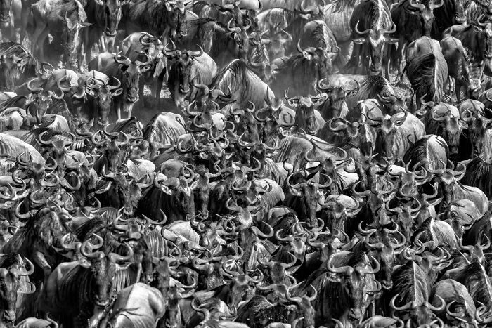 The Exposure One Awards Just Announced Their Black & White Nature Photo Contest Winners (49 Pics)