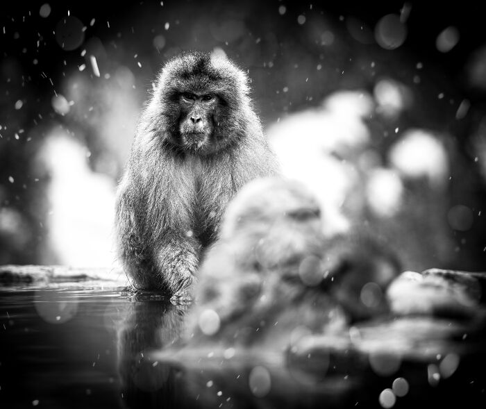 The Exposure One Awards Just Announced Their Black & White Nature Photo Contest Winners (49 Pics)