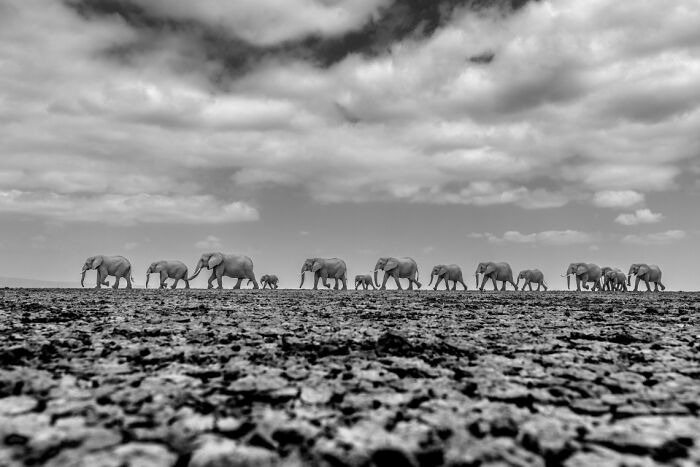 The Exposure One Awards Just Announced Their Black & White Nature Photo Contest Winners (49 Pics)