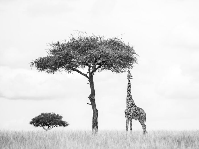 The Exposure One Awards Just Announced Their Black & White Nature Photo Contest Winners (49 Pics)