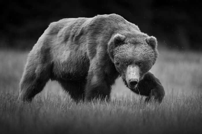 The Exposure One Awards Just Announced Their Black & White Nature Photo Contest Winners (49 Pics)
