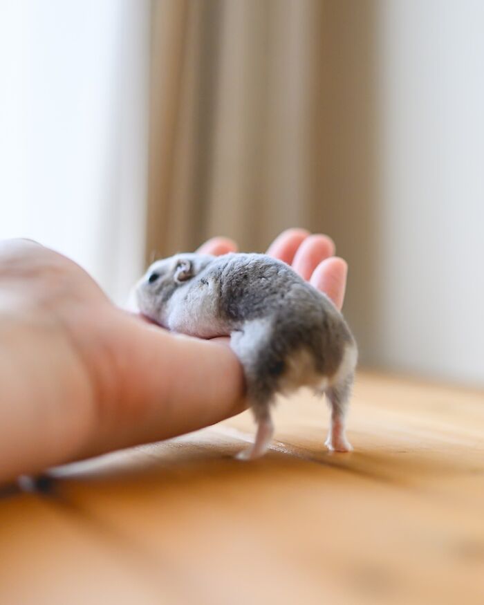 80 Adorable Hamster Pics From This Instagram Page That Might Make Your Day 80 Adorable Hamster Pics From This Instagram Page That Might Make Your Day