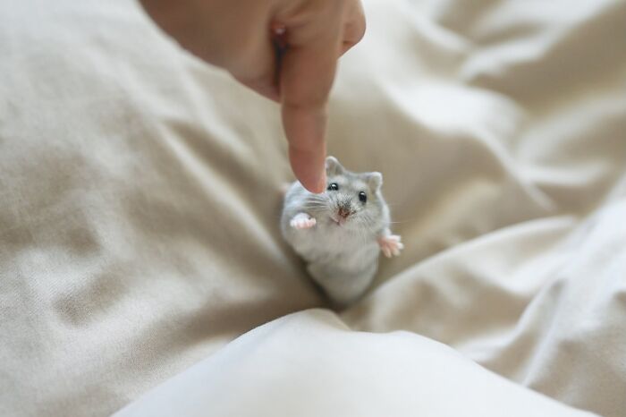 80 Adorable Hamster Pics From This Instagram Page That Might Make Your Day 80 Adorable Hamster Pics From This Instagram Page That Might Make Your Day