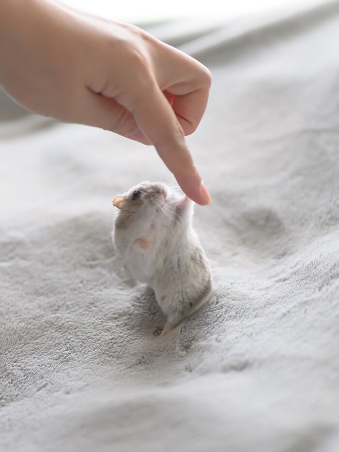 80 Adorable Hamster Pics From This Instagram Page That Might Make Your Day 80 Adorable Hamster Pics From This Instagram Page That Might Make Your Day