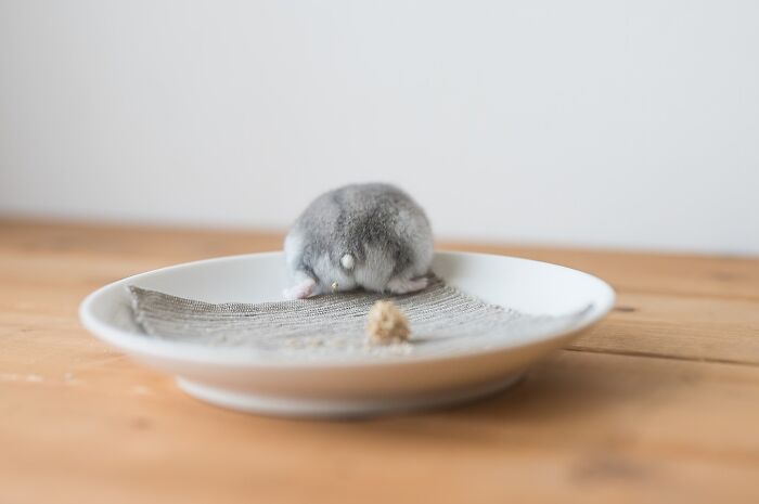 80 Adorable Hamster Pics From This Instagram Page That Might Make Your Day 80 Adorable Hamster Pics From This Instagram Page That Might Make Your Day