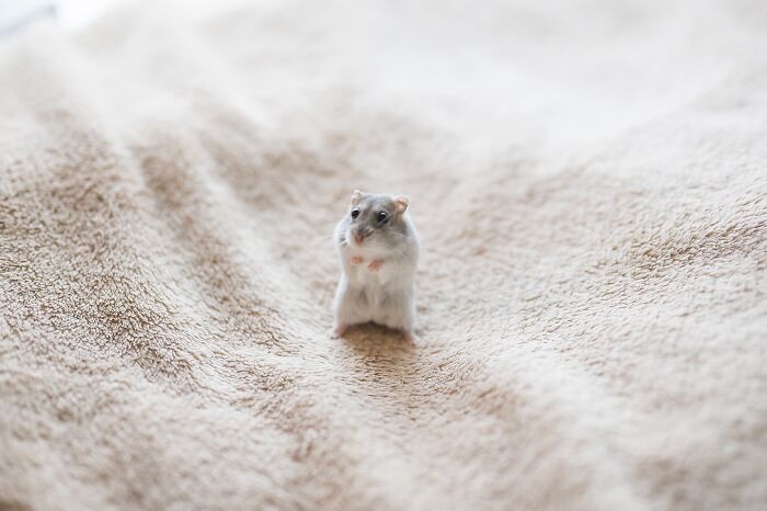 80 Adorable Hamster Pics From This Instagram Page That Might Make Your Day 80 Adorable Hamster Pics From This Instagram Page That Might Make Your Day