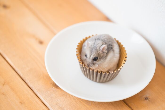 80 Adorable Hamster Pics From This Instagram Page That Might Make Your Day 80 Adorable Hamster Pics From This Instagram Page That Might Make Your Day
