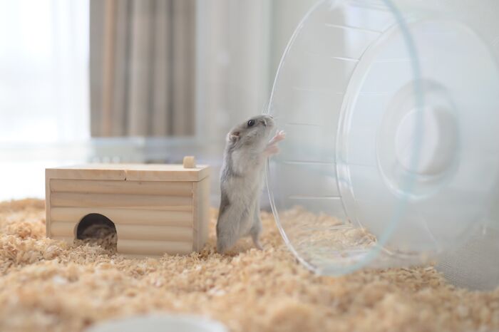80 Adorable Hamster Pics From This Instagram Page That Might Make Your Day 80 Adorable Hamster Pics From This Instagram Page That Might Make Your Day