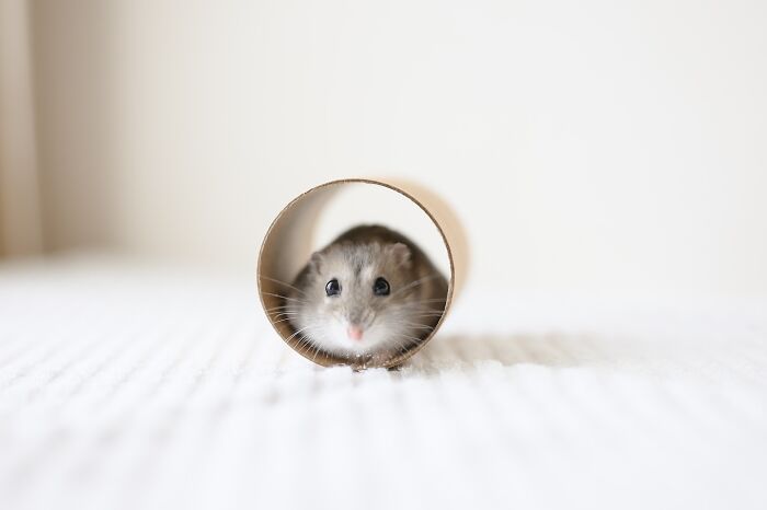 80 Adorable Hamster Pics From This Instagram Page That Might Make Your Day 80 Adorable Hamster Pics From This Instagram Page That Might Make Your Day