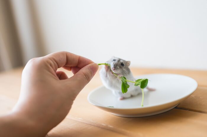 80 Adorable Hamster Pics From This Instagram Page That Might Make Your Day 80 Adorable Hamster Pics From This Instagram Page That Might Make Your Day