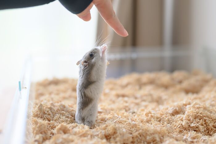 80 Adorable Hamster Pics From This Instagram Page That Might Make Your Day 80 Adorable Hamster Pics From This Instagram Page That Might Make Your Day