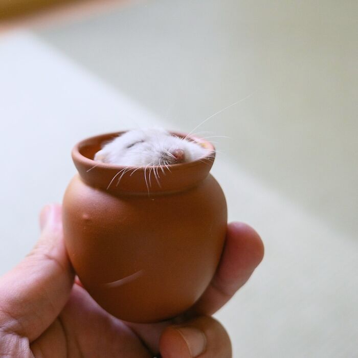 80 Adorable Hamster Pics From This Instagram Page That Might Make Your Day 80 Adorable Hamster Pics From This Instagram Page That Might Make Your Day