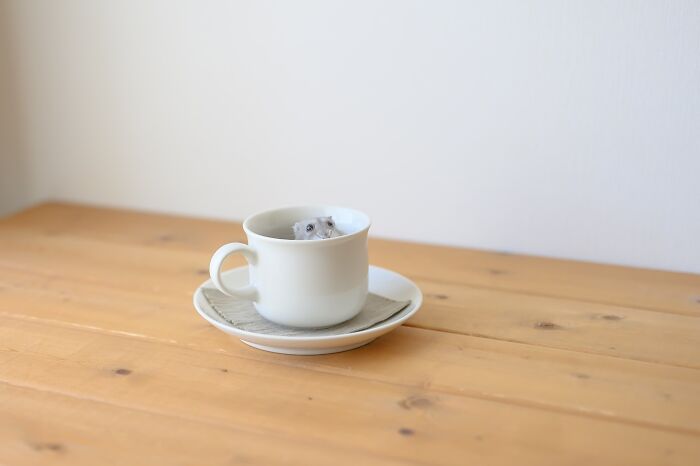 80 Adorable Hamster Pics From This Instagram Page That Might Make Your Day 80 Adorable Hamster Pics From This Instagram Page That Might Make Your Day