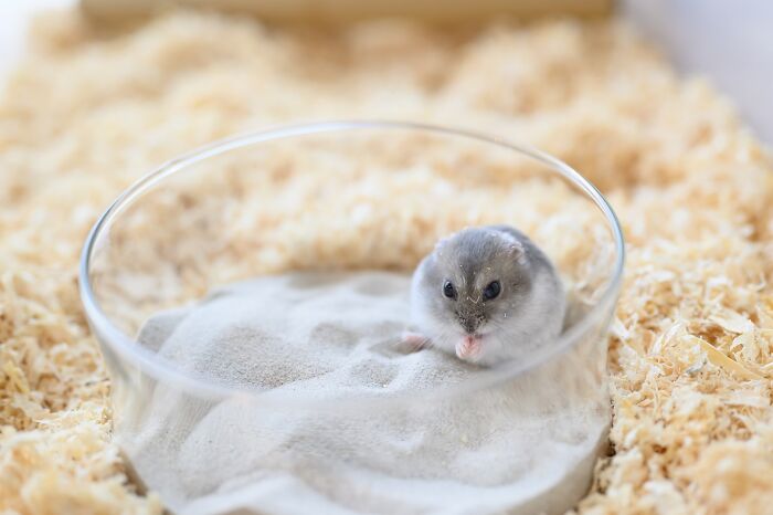 80 Adorable Hamster Pics From This Instagram Page That Might Make Your Day 80 Adorable Hamster Pics From This Instagram Page That Might Make Your Day