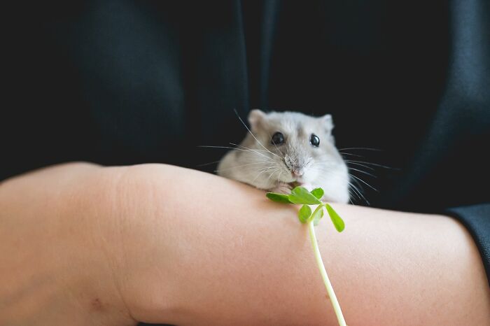 80 Adorable Hamster Pics From This Instagram Page That Might Make Your Day 80 Adorable Hamster Pics From This Instagram Page That Might Make Your Day