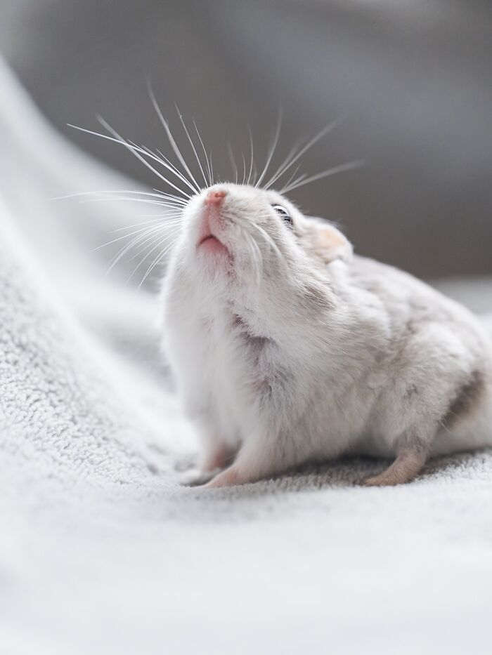 80 Adorable Hamster Pics From This Instagram Page That Might Make Your Day 80 Adorable Hamster Pics From This Instagram Page That Might Make Your Day