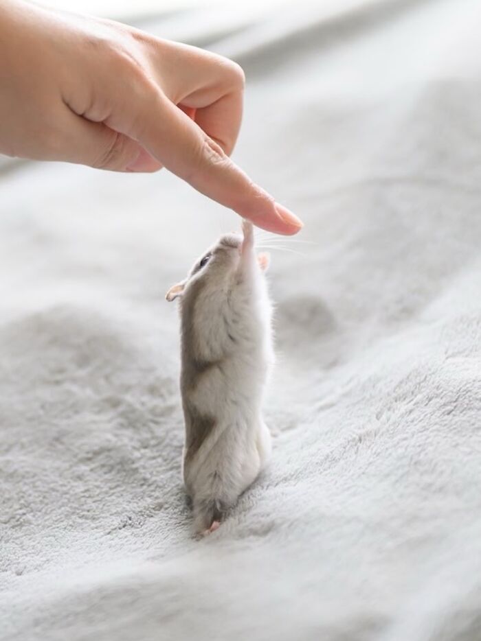 80 Adorable Hamster Pics From This Instagram Page That Might Make Your Day 80 Adorable Hamster Pics From This Instagram Page That Might Make Your Day