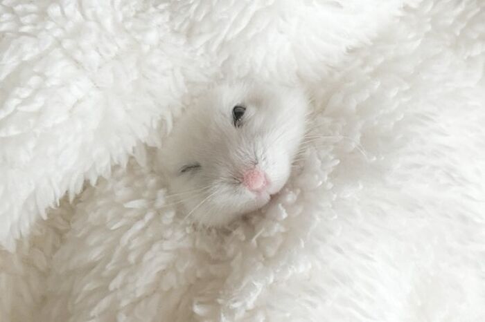 80 Adorable Hamster Pics From This Instagram Page That Might Make Your Day 80 Adorable Hamster Pics From This Instagram Page That Might Make Your Day