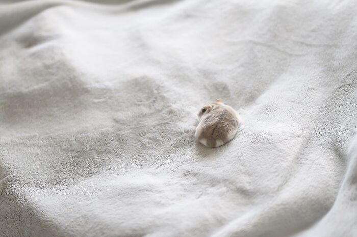 80 Adorable Hamster Pics From This Instagram Page That Might Make Your Day 80 Adorable Hamster Pics From This Instagram Page That Might Make Your Day