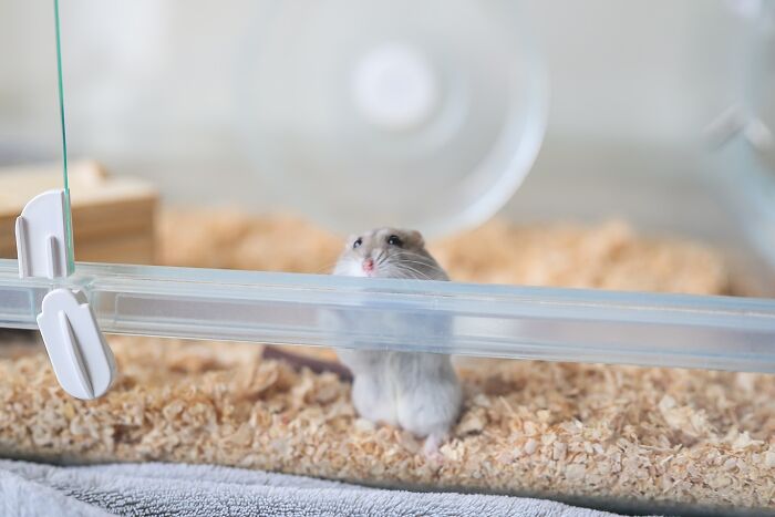 80 Adorable Hamster Pics From This Instagram Page That Might Make Your Day 80 Adorable Hamster Pics From This Instagram Page That Might Make Your Day