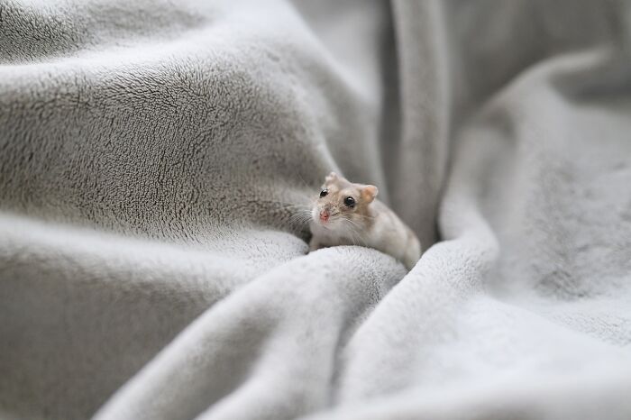 80 Adorable Hamster Pics From This Instagram Page That Might Make Your Day 80 Adorable Hamster Pics From This Instagram Page That Might Make Your Day