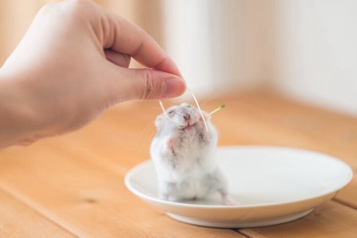 80 Adorable Hamster Pics From This Instagram Page That Might Make Your Day 80 Adorable Hamster Pics From This Instagram Page That Might Make Your Day