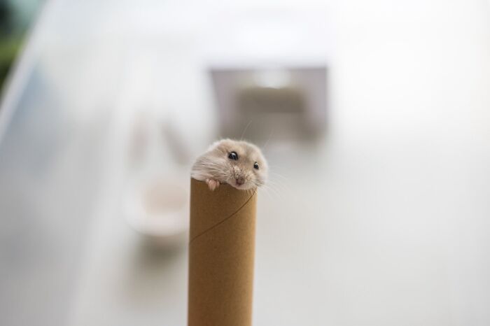 80 Adorable Hamster Pics From This Instagram Page That Might Make Your Day 80 Adorable Hamster Pics From This Instagram Page That Might Make Your Day