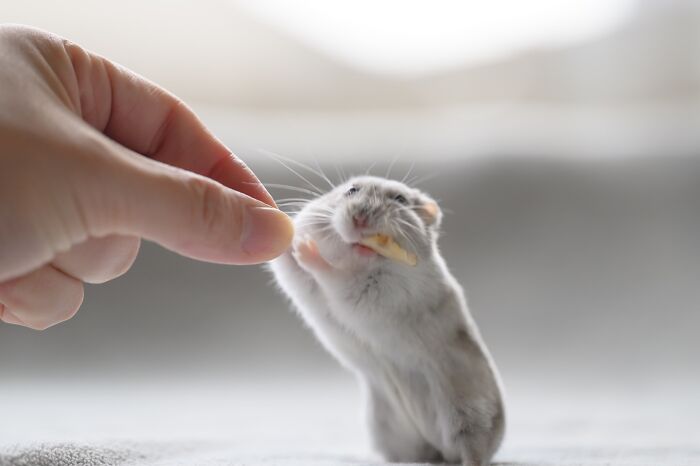 80 Adorable Hamster Pics From This Instagram Page That Might Make Your Day 80 Adorable Hamster Pics From This Instagram Page That Might Make Your Day