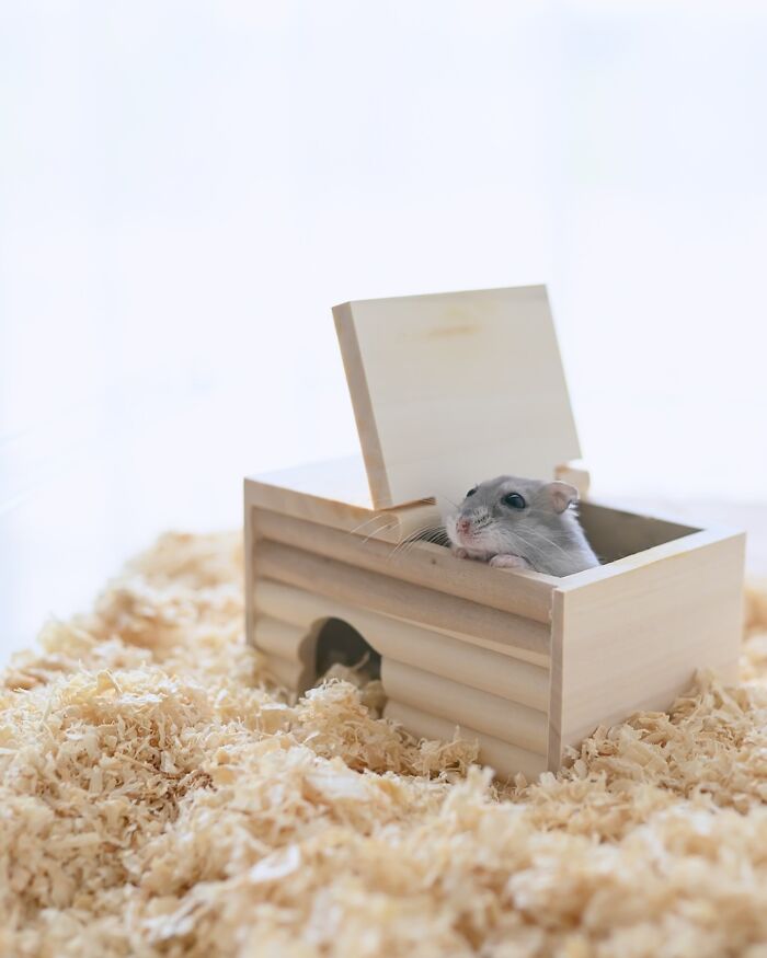 80 Adorable Hamster Pics From This Instagram Page That Might Make Your Day 80 Adorable Hamster Pics From This Instagram Page That Might Make Your Day