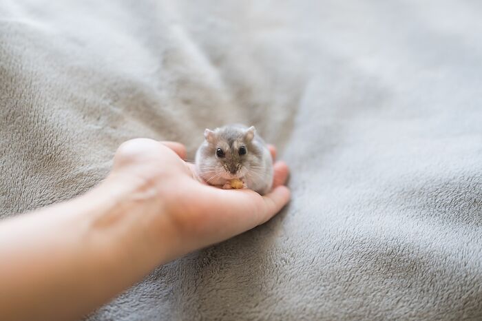 80 Adorable Hamster Pics From This Instagram Page That Might Make Your Day 80 Adorable Hamster Pics From This Instagram Page That Might Make Your Day