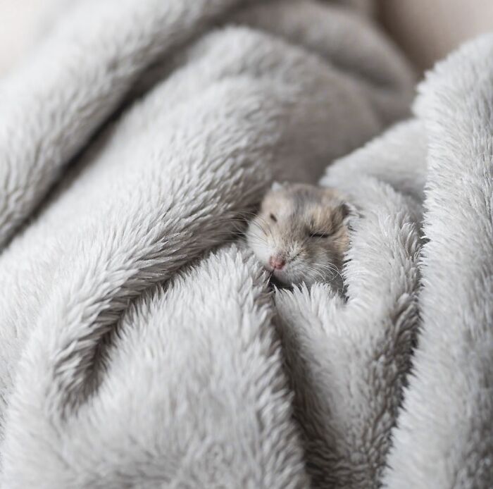 80 Adorable Hamster Pics From This Instagram Page That Might Make Your Day 80 Adorable Hamster Pics From This Instagram Page That Might Make Your Day