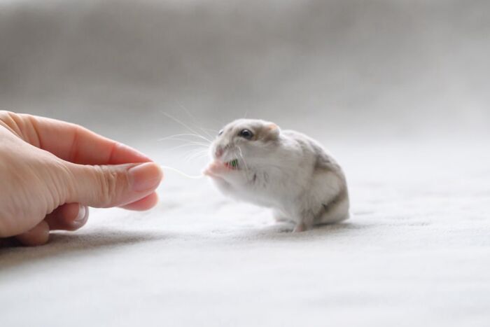80 Adorable Hamster Pics From This Instagram Page That Might Make Your Day 80 Adorable Hamster Pics From This Instagram Page That Might Make Your Day