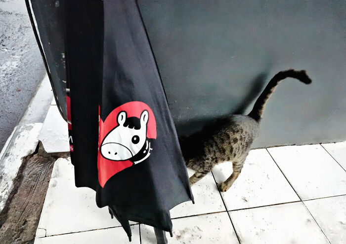 This Photographer Captured 40 Street Shots So Perfectly Timed, You Might Need To Do A Double Take