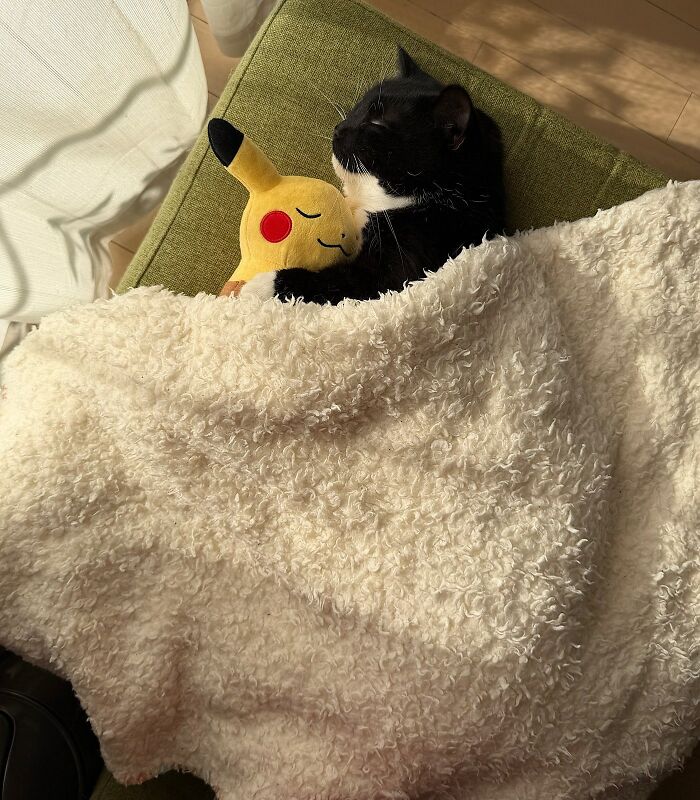 This Viral Facebook Page Proves Cats Are Natural Comedians (75 Pics)