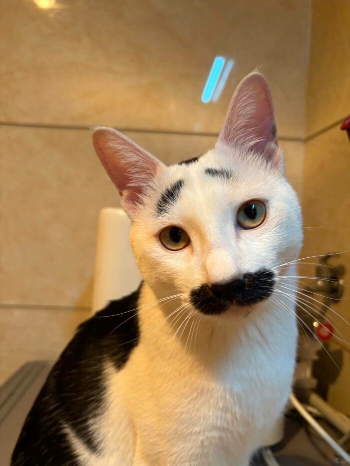 This Viral Facebook Page Proves Cats Are Natural Comedians (75 Pics)